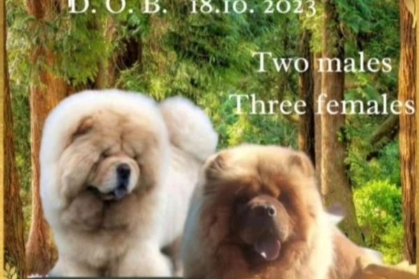 Chow chow cuccioli in vendita chowchowcuccioliinvendita123456.jpg