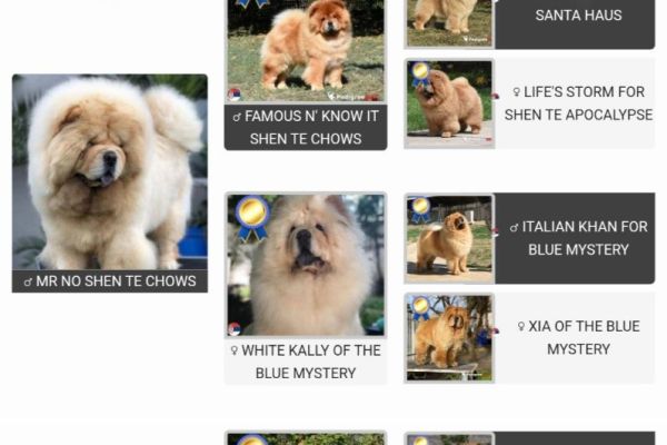 Chow chow cuccioli in vendita chowchowcuccioliinvendita1234567.jpg