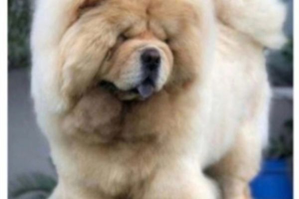 Chow chow cuccioli in vendita chowchowcuccioliinvendita12345678.jpg