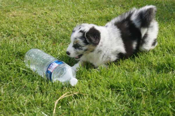 mignon berger australien a donner mignonbergeraustralienadonner1.jpg