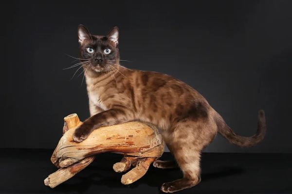 Bellissima gatta del bengala bellissimagattadelbengala.jpeg
