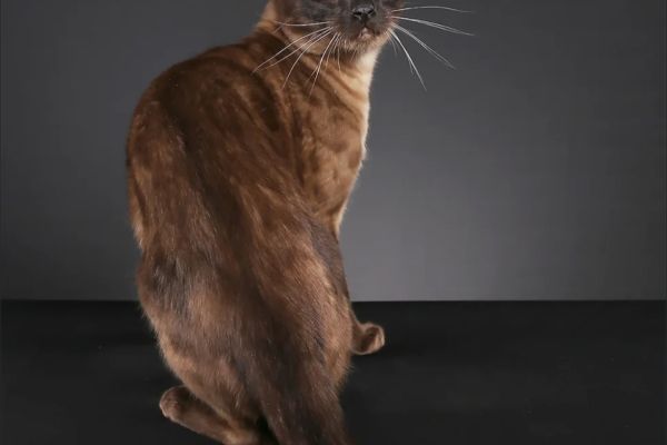 Bellissima gatta del bengala bellissimagattadelbengala123.jpeg