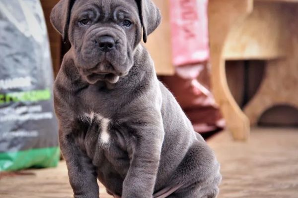Cane Corso cuccioli canecorsocuccioli.jpg