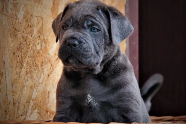Cane Corso cuccioli canecorsocuccioli1.jpg