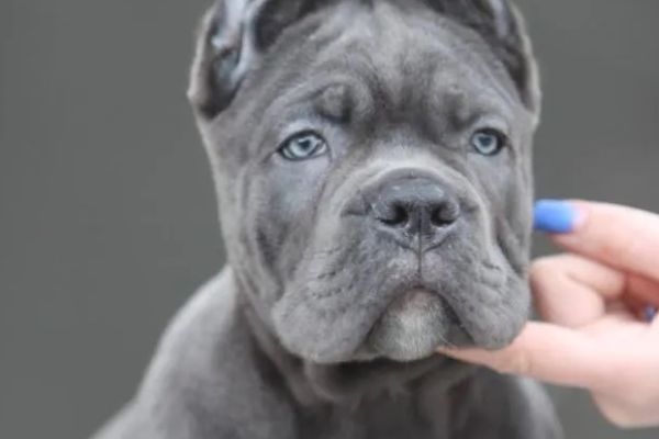Cane Corso cuccioli canecorsocuccioli12.jpg