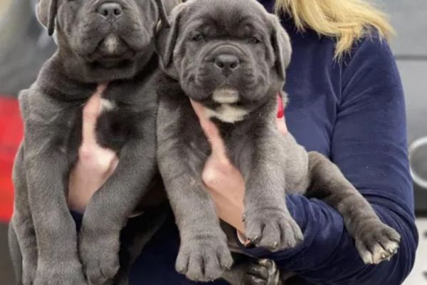 Cane Corso cuccioli canecorsocuccioli1234.jpg