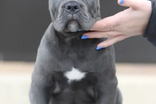 Cane Corso cuccioli canecorsocuccioli12345.jpg