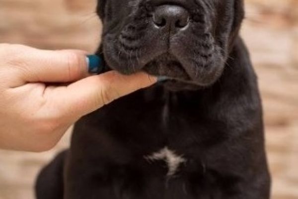Cane Corso cuccioli canecorsocuccioli123456.jpg