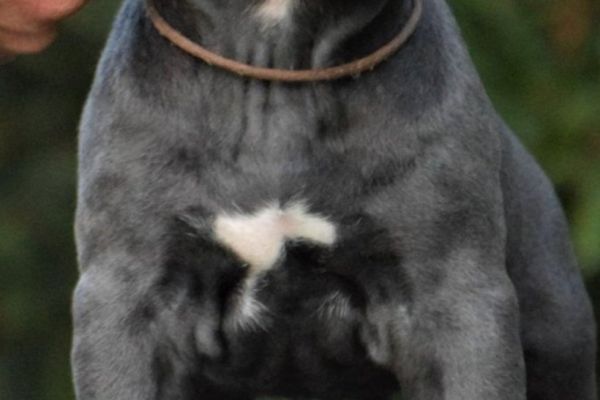 Cane Corso cuccioli canecorsocuccioli1234567.jpg