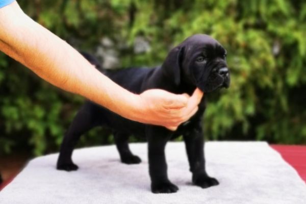 Cane Corso cuccioli canecorsocuccioli12345678.jpg