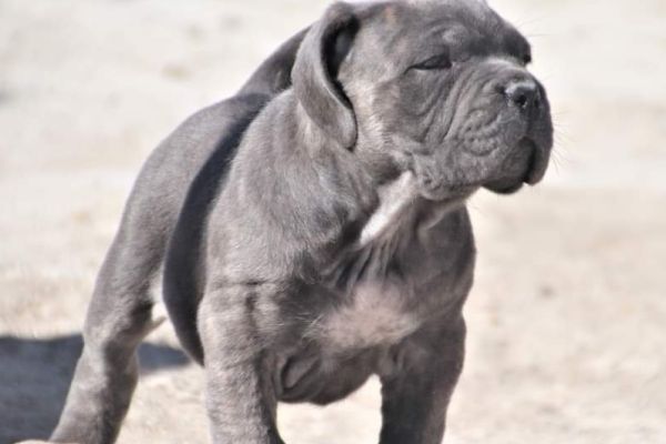 Cane Corso cuccioli canecorsocuccioli123456789.jpg