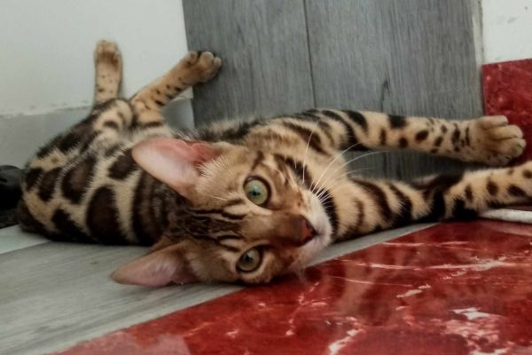 Bengala gattini in vendita bengalagattiniinvendita12.jpg