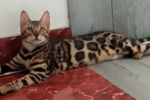 Bengala gattini in vendita bengalagattiniinvendita1234.jpg