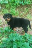cucciolo di rottweiler cucciolodirottweiler.jpg
