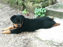 cucciolo di rottweiler cucciolodirottweiler1.jpg