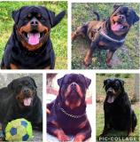 cucciolo di rottweiler cucciolodirottweiler12.jpg