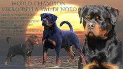 cucciolo di rottweiler cucciolodirottweiler123.jpg
