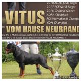 cucciolo di rottweiler cucciolodirottweiler1234.jpg