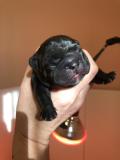 Bouledogue francesi cuccioli Bouledoguefrancesicuccioli.jpg