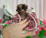 Chihuahua femmina pelo lungo color Brindle toy ChihuahuafemminapelolungocolorBrindletoy.jpg