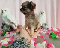 Chihuahua femmina pelo lungo color Brindle toy ChihuahuafemminapelolungocolorBrindletoy1.jpg