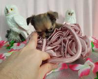 Chihuahua femmina pelo lungo color Brindle toy ChihuahuafemminapelolungocolorBrindletoy12.jpg