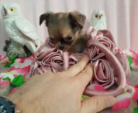 Chihuahua femmina pelo lungo color Brindle toy ChihuahuafemminapelolungocolorBrindletoy12345.jpg