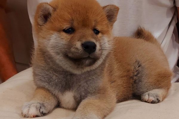 Shiba Inu cuccioli shibainucuccioli.jpg