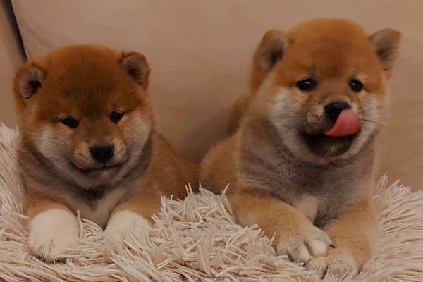 Shiba Inu cuccioli shibainucuccioli1.jpg