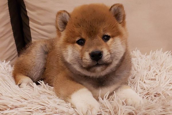 Shiba Inu cuccioli shibainucuccioli12.jpg