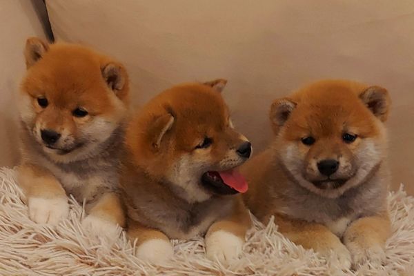 Shiba Inu cuccioli shibainucuccioli123.jpg