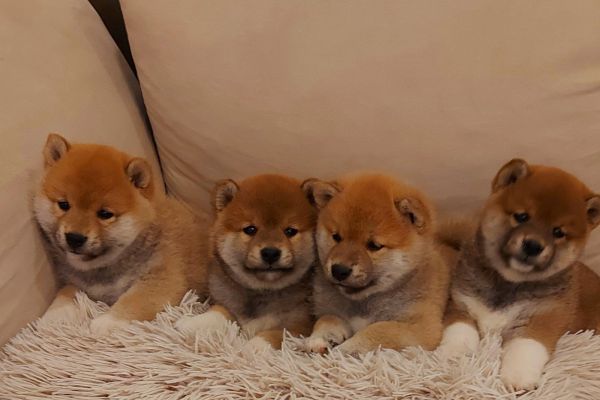 Shiba Inu cuccioli shibainucuccioli1234.jpg