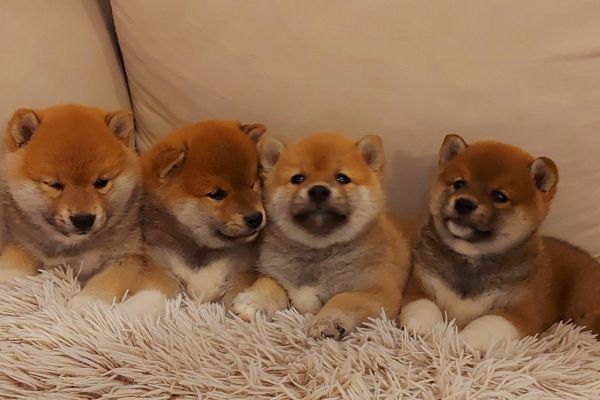 Shiba Inu cuccioli shibainucuccioli12345.jpg