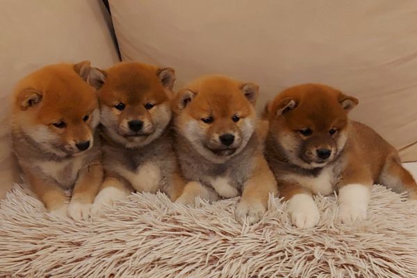 Shiba Inu cuccioli shibainucuccioli123456.jpg