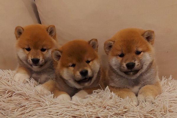 Shiba Inu cuccioli shibainucuccioli1234567.jpg