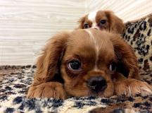 cavalier king cavalierking1.jpg