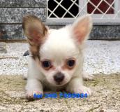 chihuahua miniature chihuahuaminiature1234.jpg