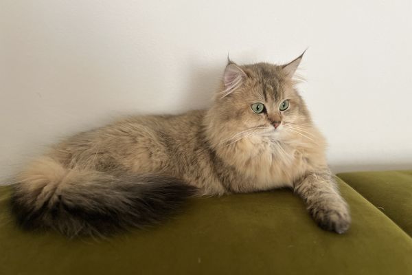 Cucciole British Longhaire con pedigree cucciolebritishlonghaireconped1.jpeg