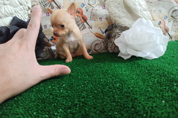 Chihuahua maschio e femmine Toy e tea Cup 60/90 gg chihuahuamaschioefemminetoyete123.jpg