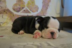 Cuccioli Boston Terrier Disponibili CuccioliBostonTerrierDisponibili.jpg