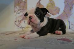 Cuccioli Boston Terrier Disponibili CuccioliBostonTerrierDisponibili1.jpg