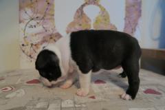 Cuccioli Boston Terrier Disponibili CuccioliBostonTerrierDisponibili12.jpg