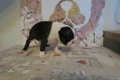 Cuccioli Boston Terrier Disponibili CuccioliBostonTerrierDisponibili123.jpg