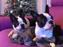 Cuccioli Boston Terrier Disponibili CuccioliBostonTerrierDisponibili1234.jpg