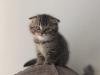 Scottish Fold 454703a.jpg