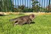 Scottish Fold 454703b.jpg