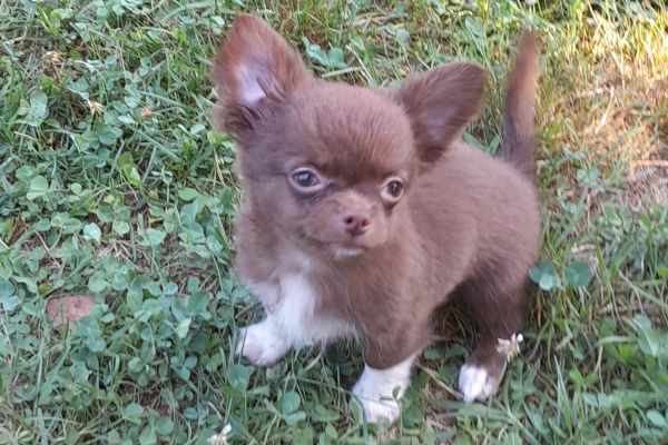 chihuahua cioccolato chihuahuacioccolato.jpg