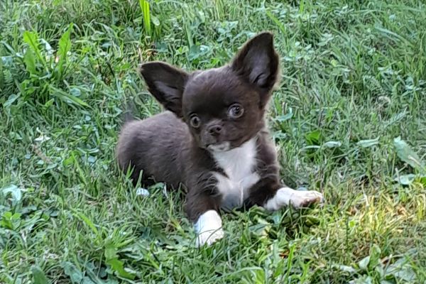 chihuahua cioccolato chihuahuacioccolato1.jpg
