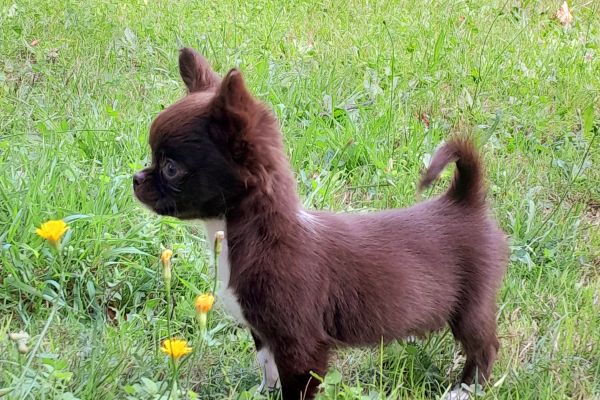 chihuahua cioccolato chihuahuacioccolato12.jpg