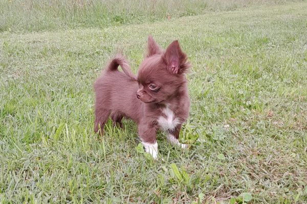 chihuahua cioccolato chihuahuacioccolato123.jpg
